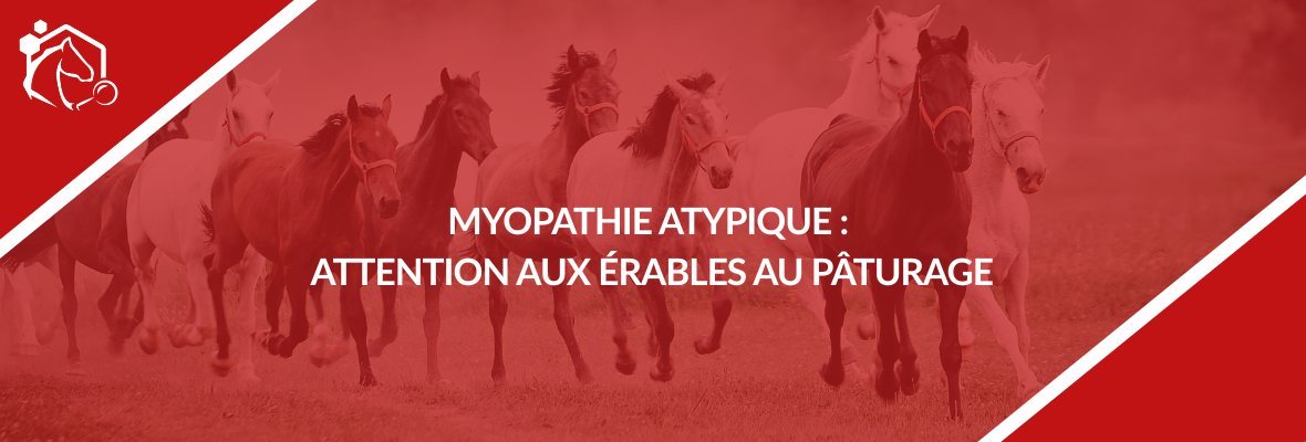 Myopathie atypique du cheval : une intoxication grave liée à certains érables
