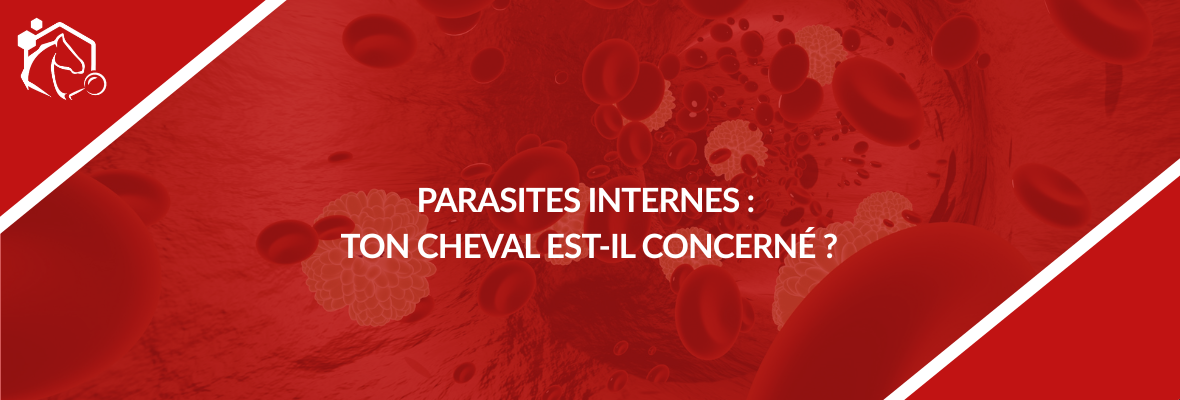 Parasites internes des équidés : quels sont les principaux vers chez le cheval ?