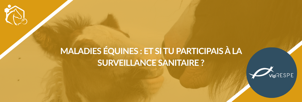 Maladies équines : participez à la surveillance sanitaire avec le RESPE