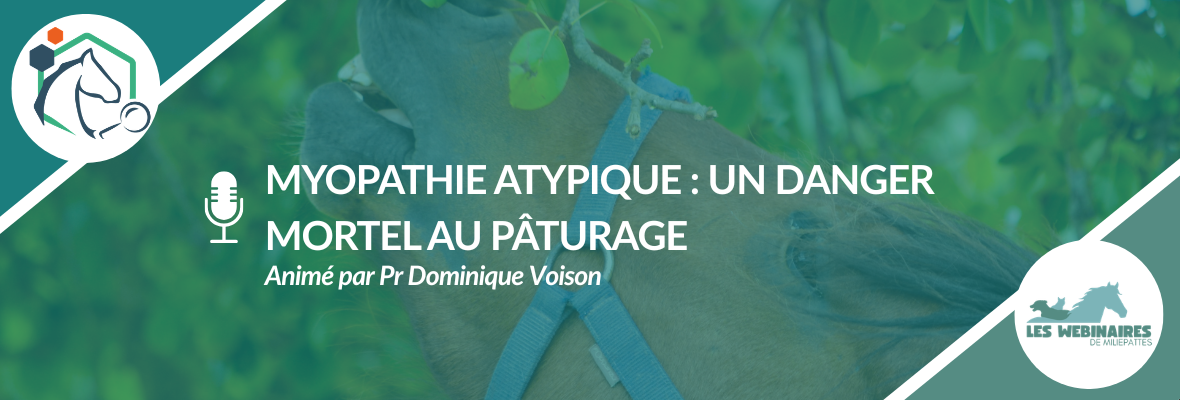 Webinaire – Myopathie atypique équine : comment prévenir le risque au pâturage ?