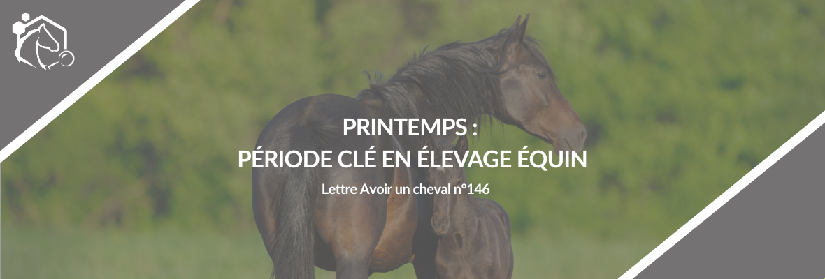 Lettre IFCE avril 2026 : reproduction, poulinage et santé équine