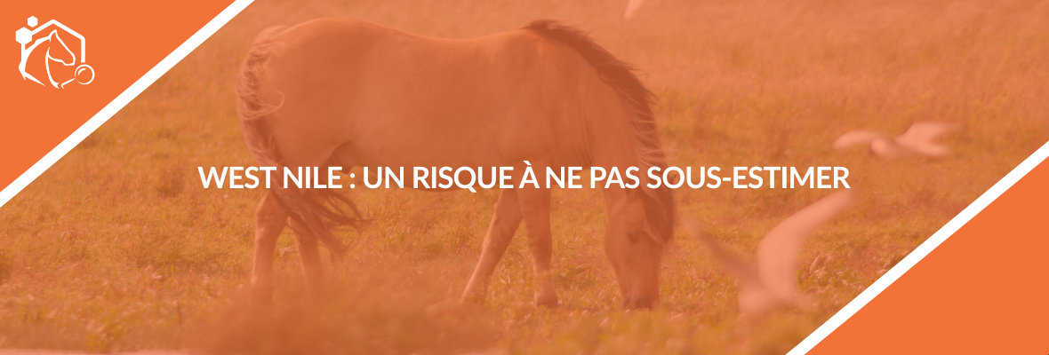 Fièvre de West Nile chez le cheval : vigilance renforcée face à une maladie vectorielle en circulation
