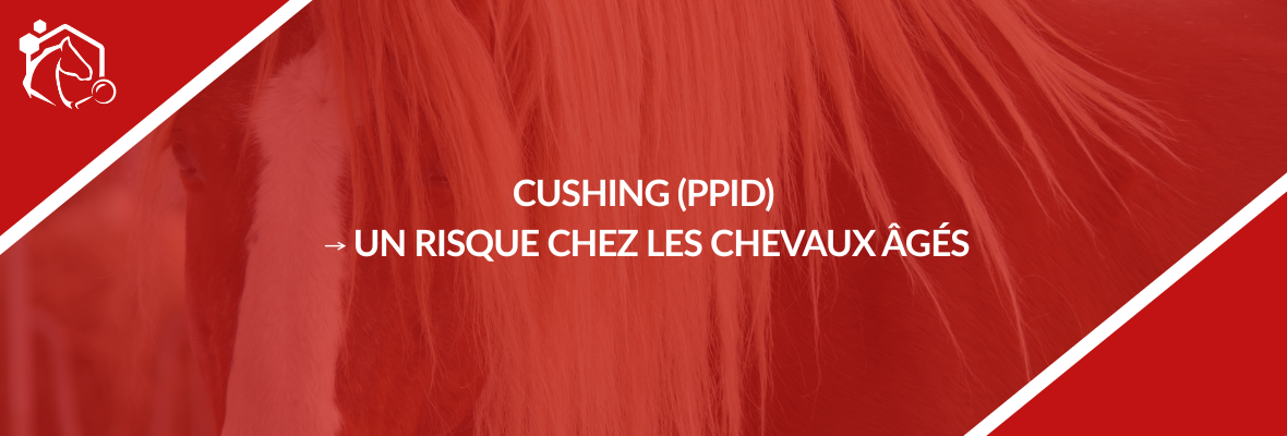 Maladie de Cushing chez le cheval (PPID) : symptômes, diagnostic et gestion