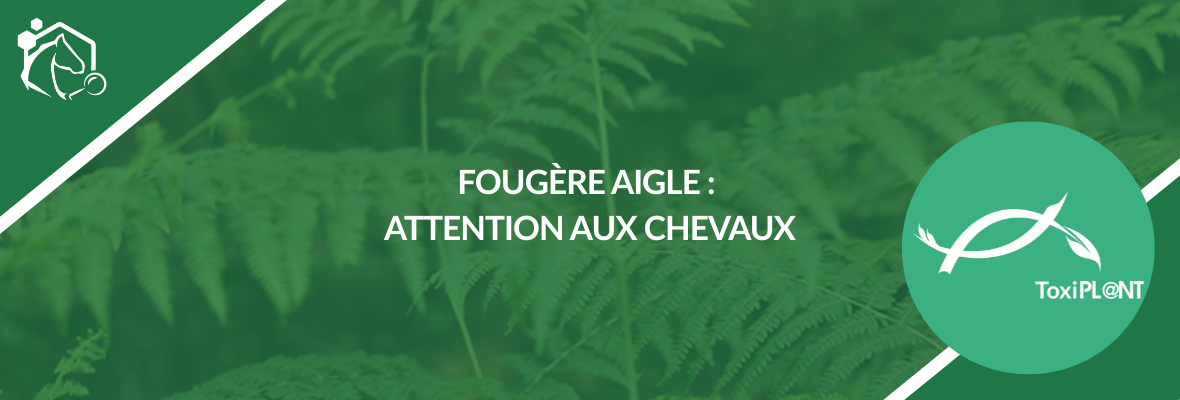 Fougère aigle : une plante toxique pour les chevaux à surveiller