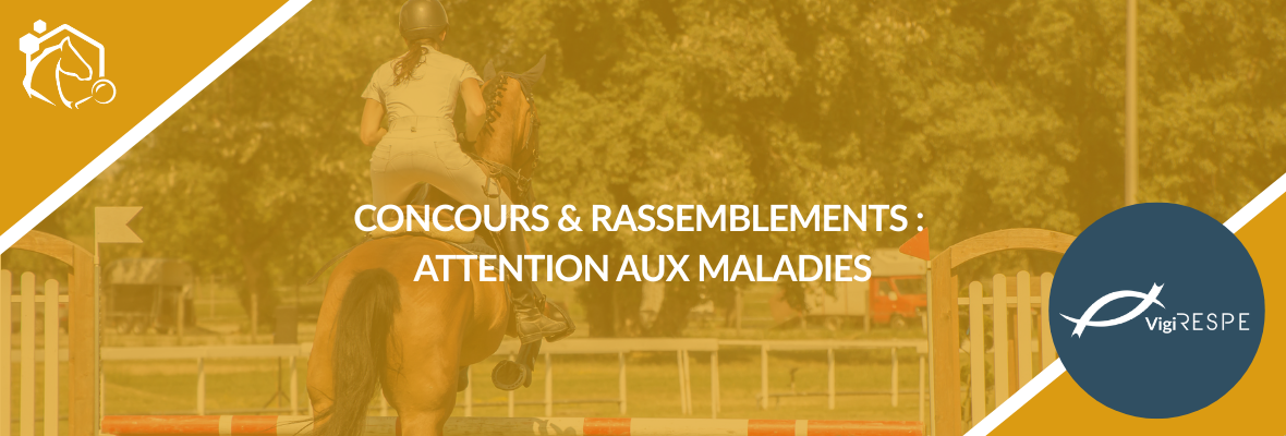 Rassemblements et concours équins : les bons réflexes pour protéger les chevaux