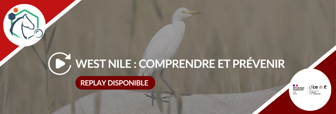 Replay webconférence – Fièvre de West Nile : comprendre une menace sanitaire en expansion