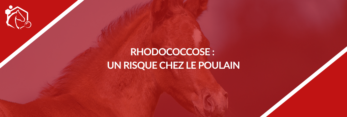 Rhodococcose équine : symptômes, transmission et prévention chez le poulain