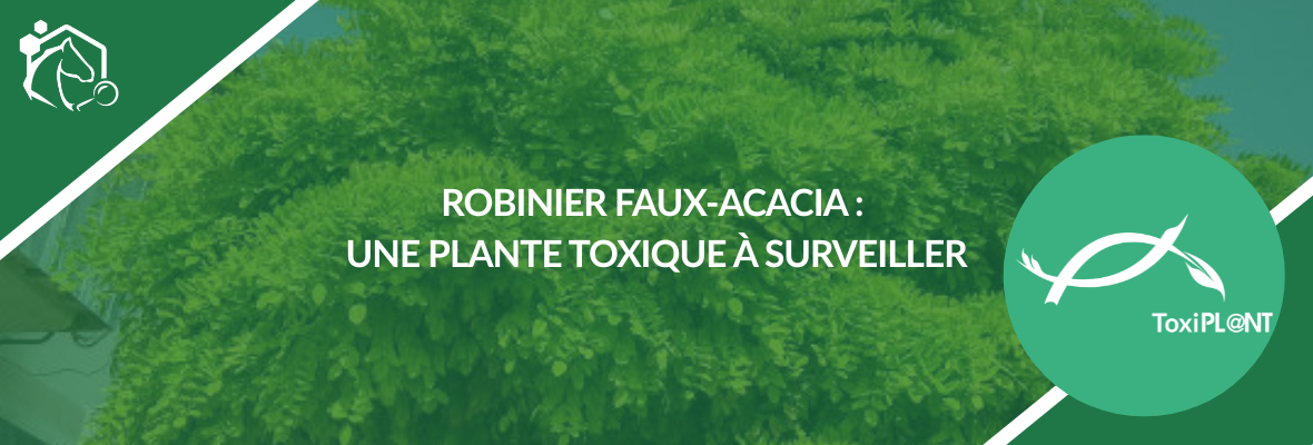 Robinier faux-acacia : une plante toxique fréquente chez le cheval