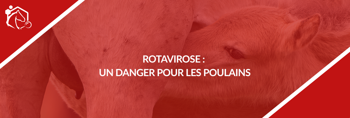 Rotavirose équine : prévenir la diarrhée du poulain en élevage
