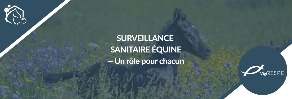 Surveillance sanitaire équine : agissez avec le RESPE pour protéger les chevaux