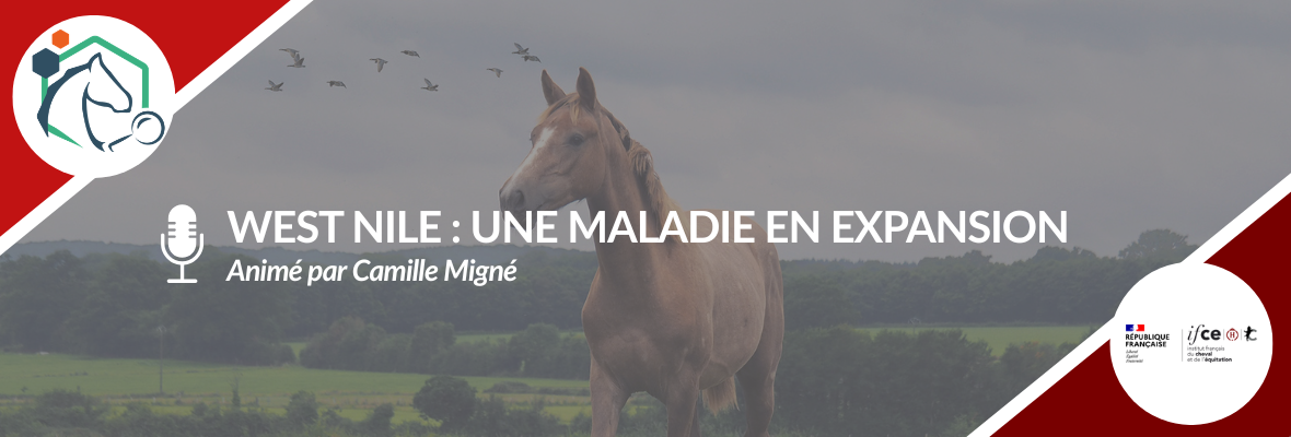 Webconférence – Fièvre de West Nile : une menace sanitaire en expansion chez les équidés